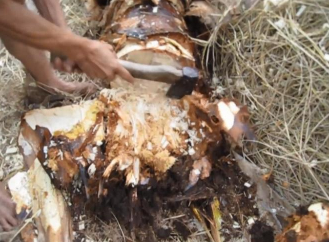 他们砍倒椰子树,劈开树干,里面的美味一般人不敢吃也买不起