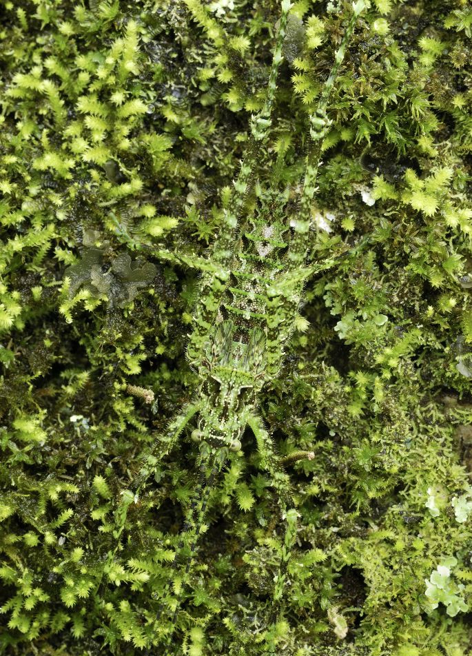 动物神奇的保护色堪称伪装大师总共20张图一张都不舍得删