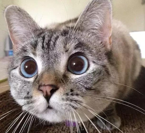 猫咪眼睛正常的样子图片