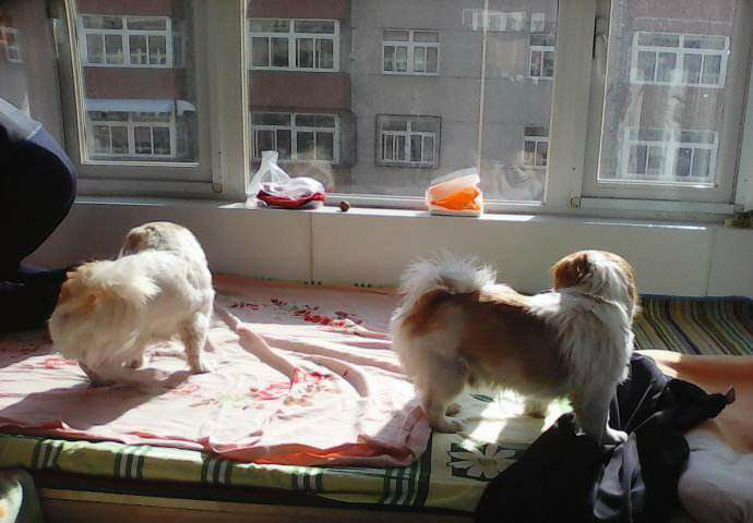 不拆家好养的狗狗推荐 最萌宠物排行榜大揭秘