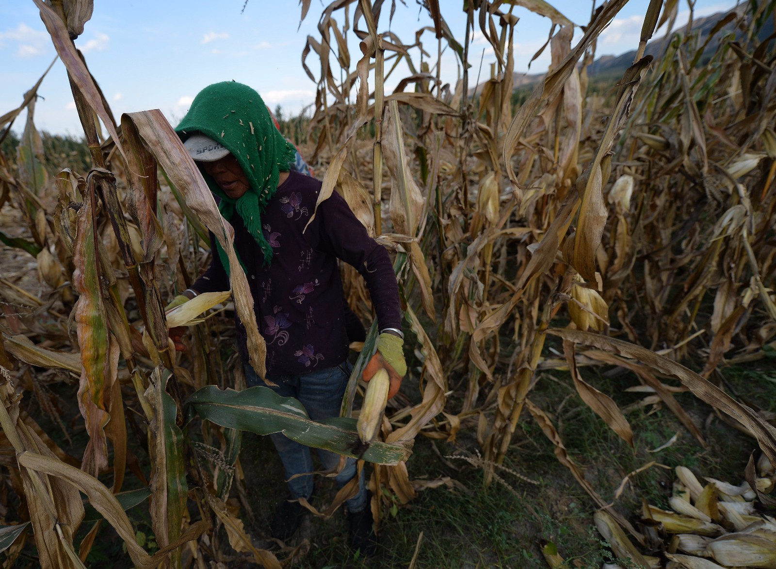 70岁大娘卖苦力不输年轻人,每天收秋干活8小时