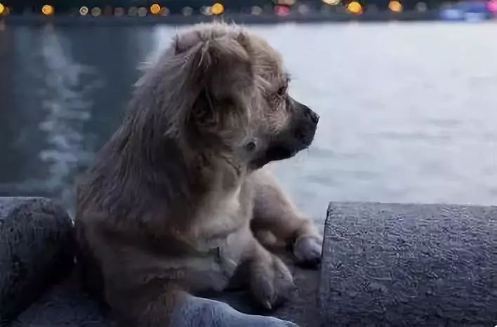 得忧郁症的黑狗,你了解这些狗界歧视吗?