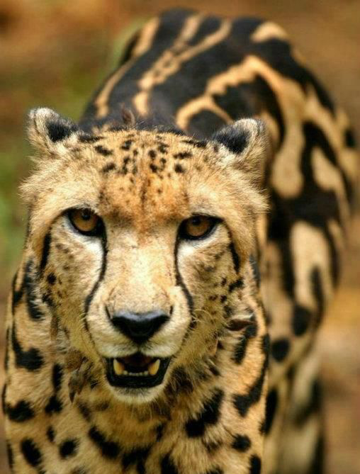 动物世界王猎豹