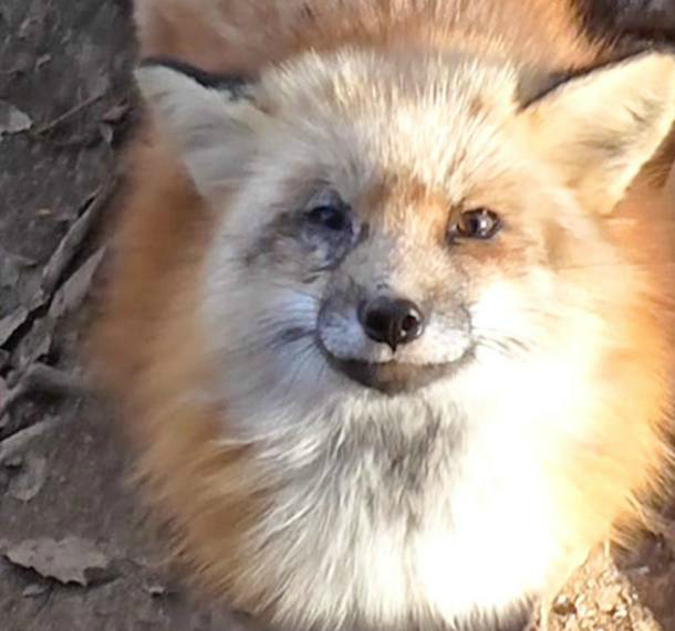 日本藏王狐狸村人气大爆发狐狸眯眼笑超软萌