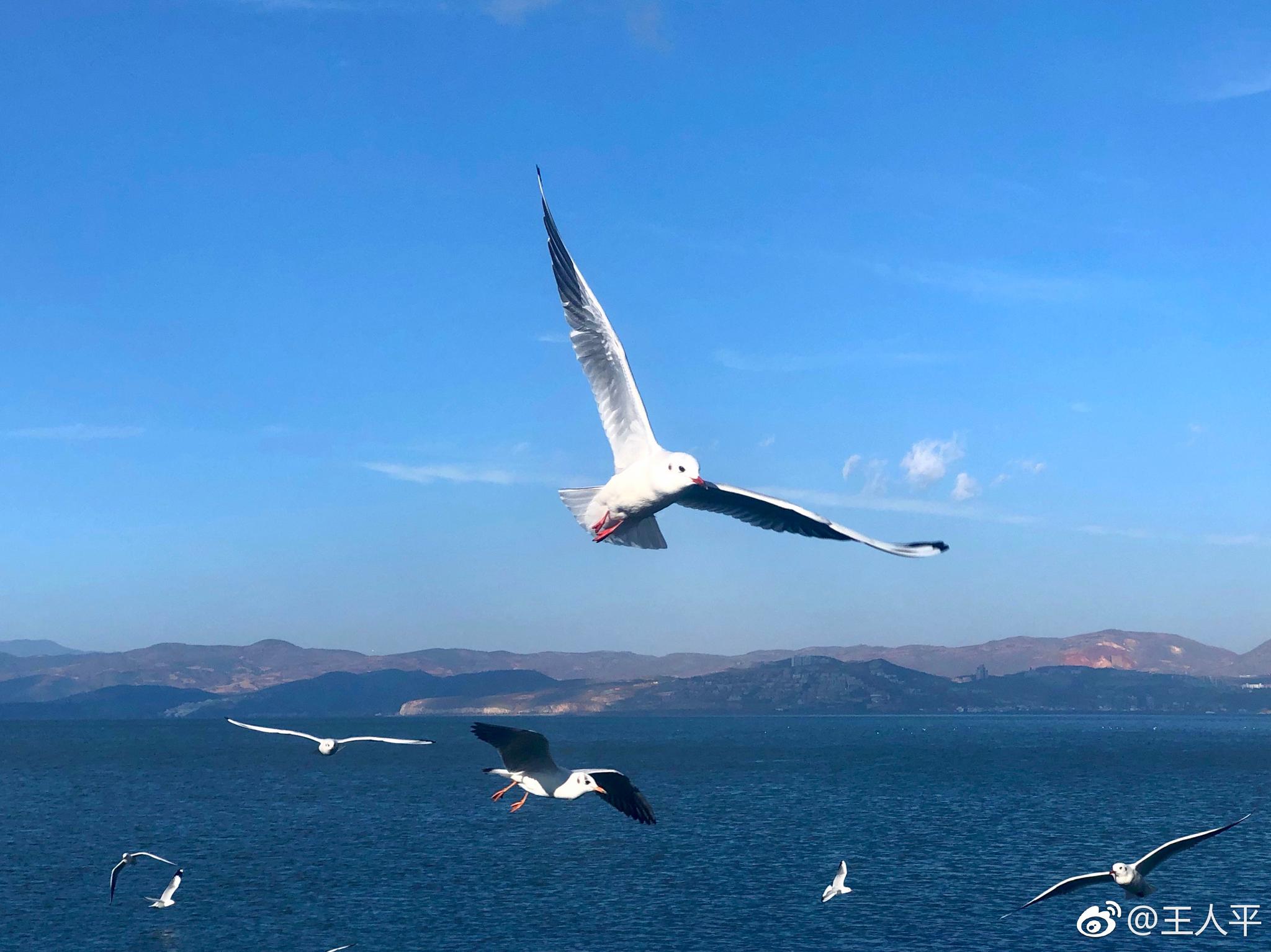 碧海蓝天,海鸥飞处.