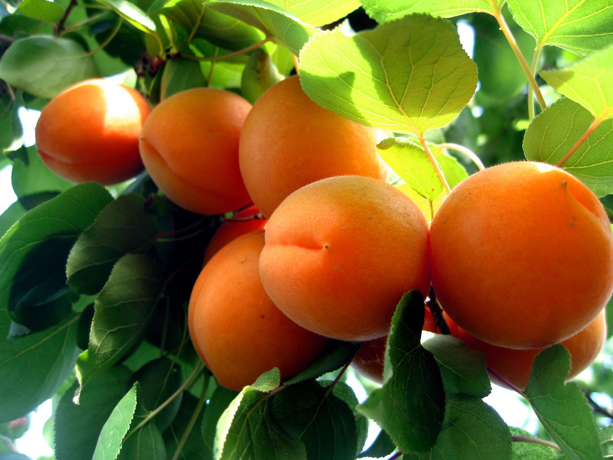 关中幸无梅,汝强充鼎和.——苏轼《杏》