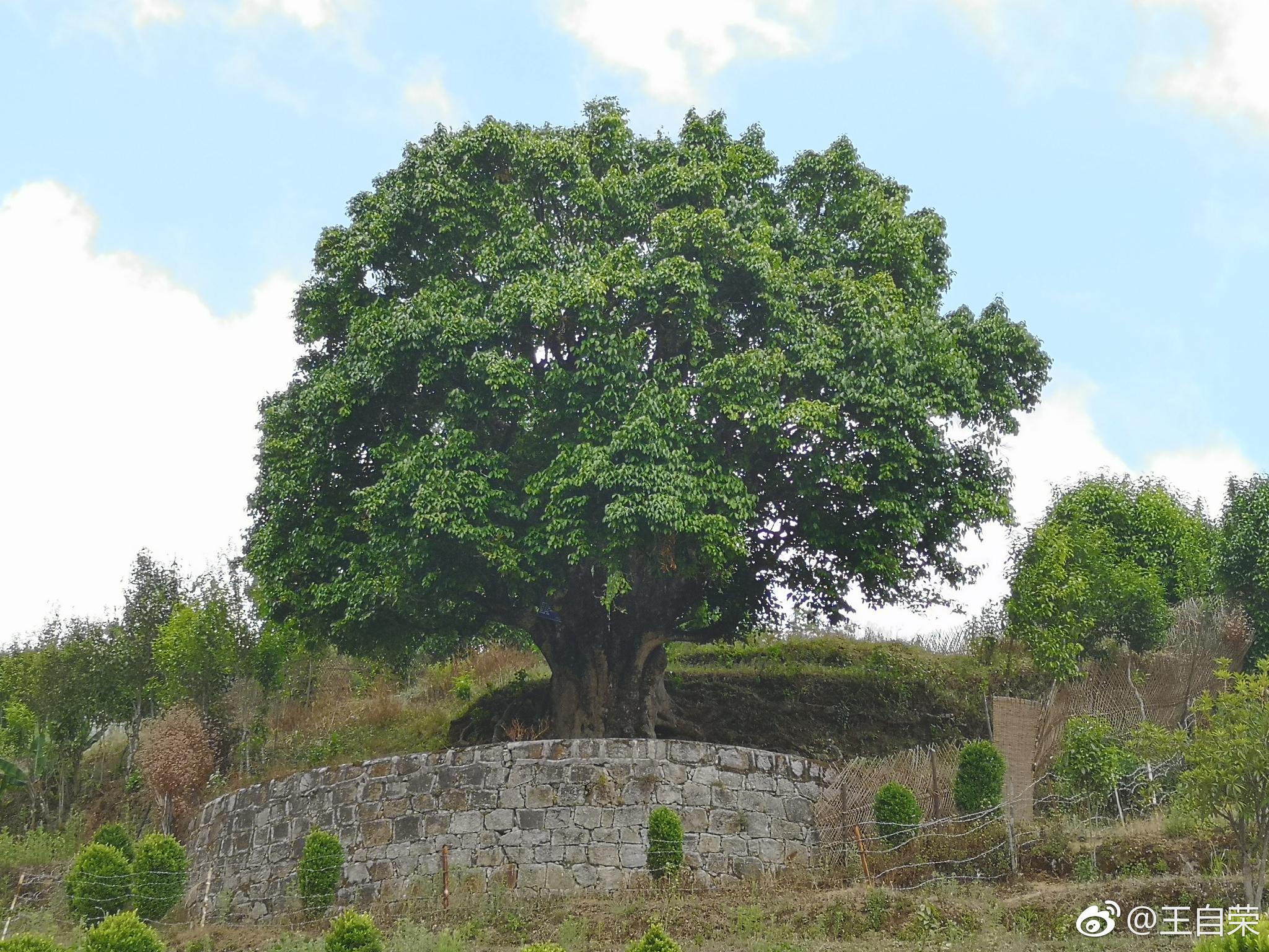 现在,凤庆小湾镇的锦绣茶尊已经被围墙围住了,非常难进去近拍
