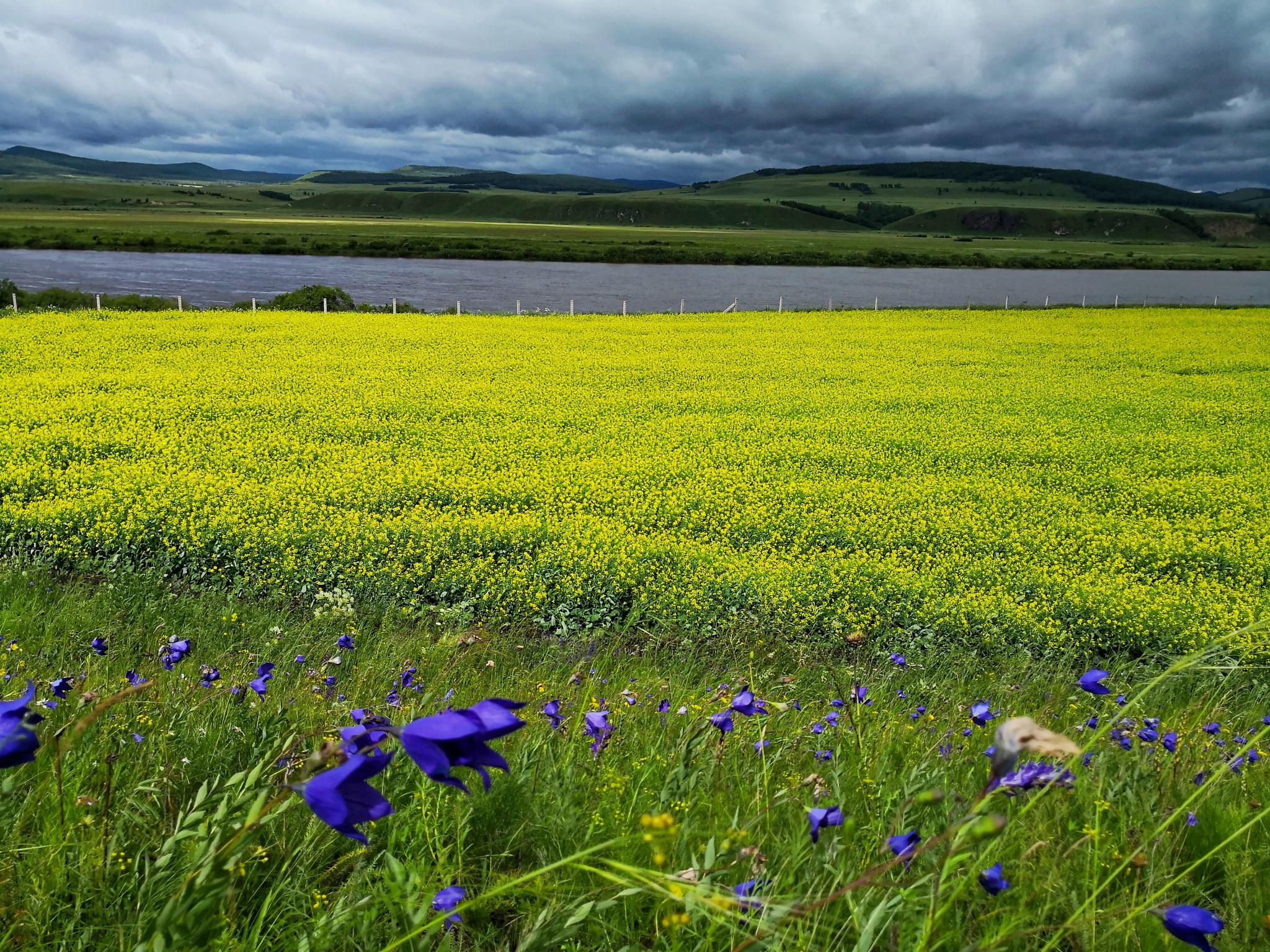 额尔古纳河畔的油菜花手机作业