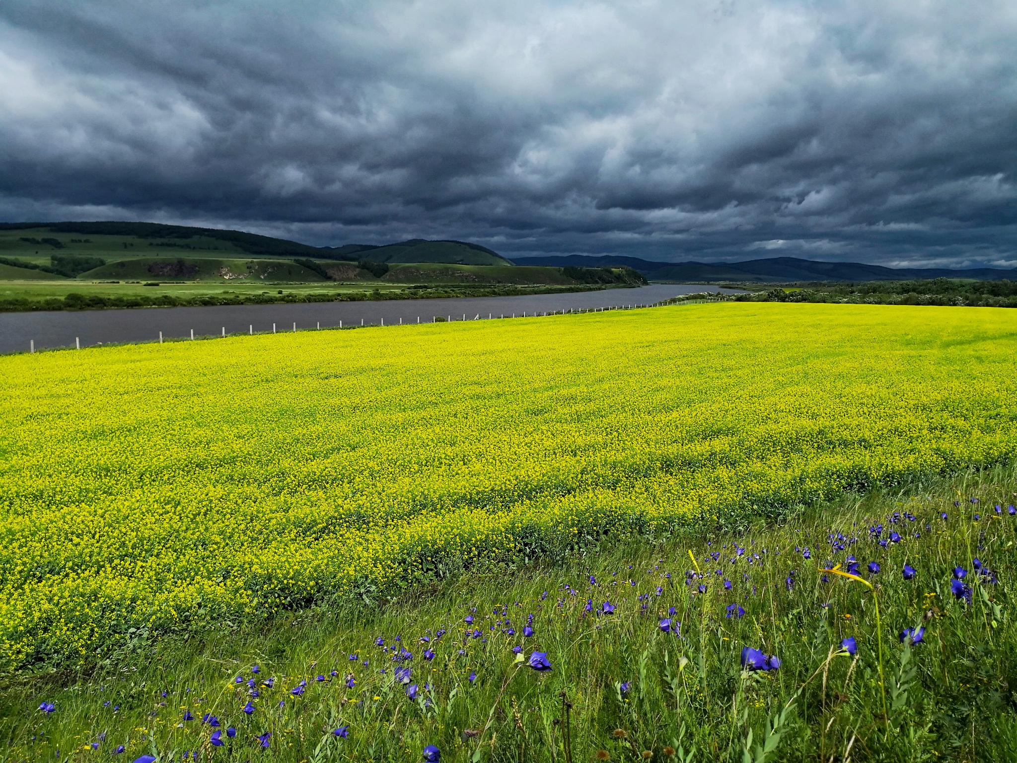 额尔古纳河畔的油菜花手机作业