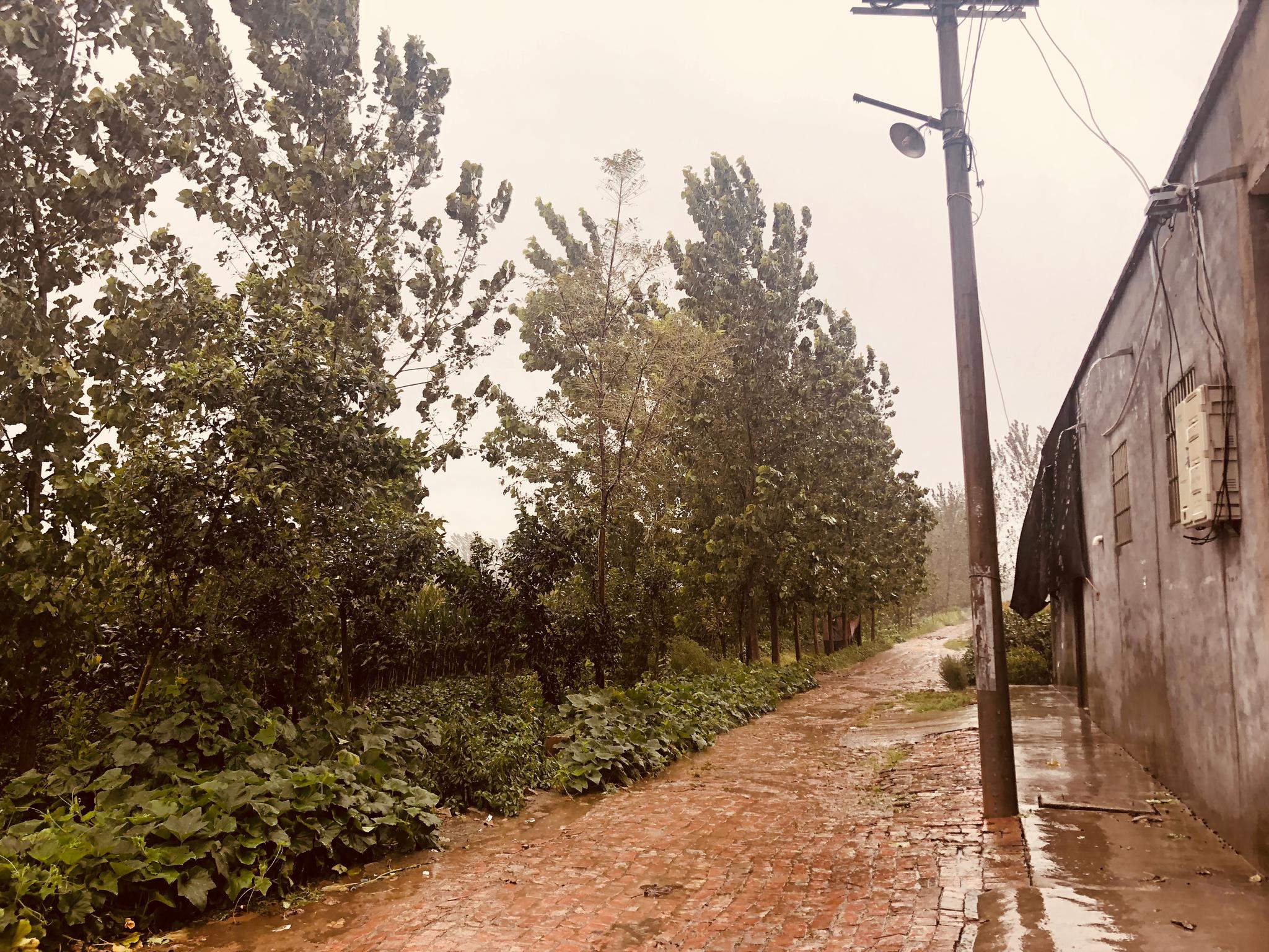 看看雨中的农村美不美