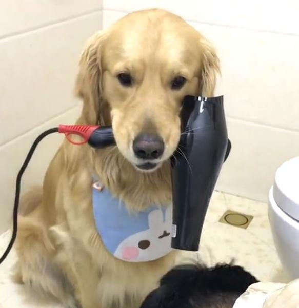 金毛蛋黄帮主人洗头叼吹风机,果然是别人家的狗狗,好懂事!