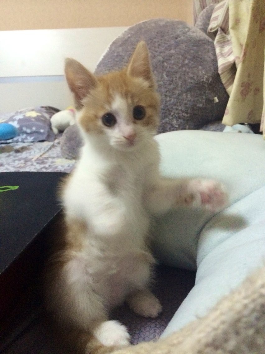 猫和狗的共同祖先是一种很久以前就灭绝了的动物——古猫兽