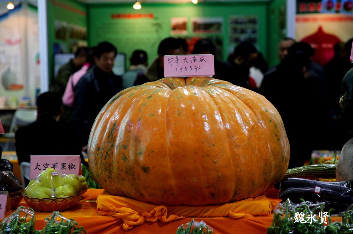 农高会上的太空南瓜重达355斤 5粒种子卖60元|太空南瓜|农高会|重达_