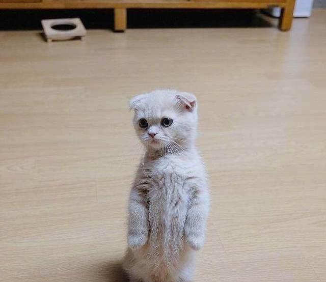 折耳猫老是站立,我们以为很可爱,据说站立的真正原因是这样