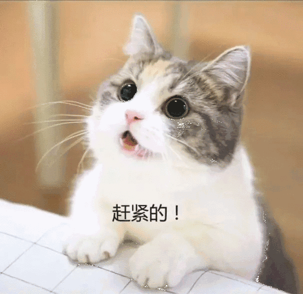 超萌的小奶猫要钱买零食,网友:给给,要什么都给,忍不住啊!