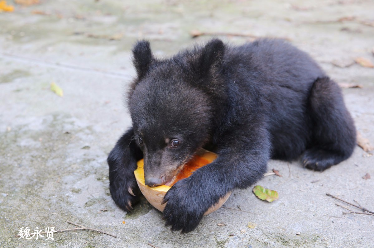 小黑熊活动量大,吃得也多,一天能吃七八斤牛奶,20多斤南瓜.