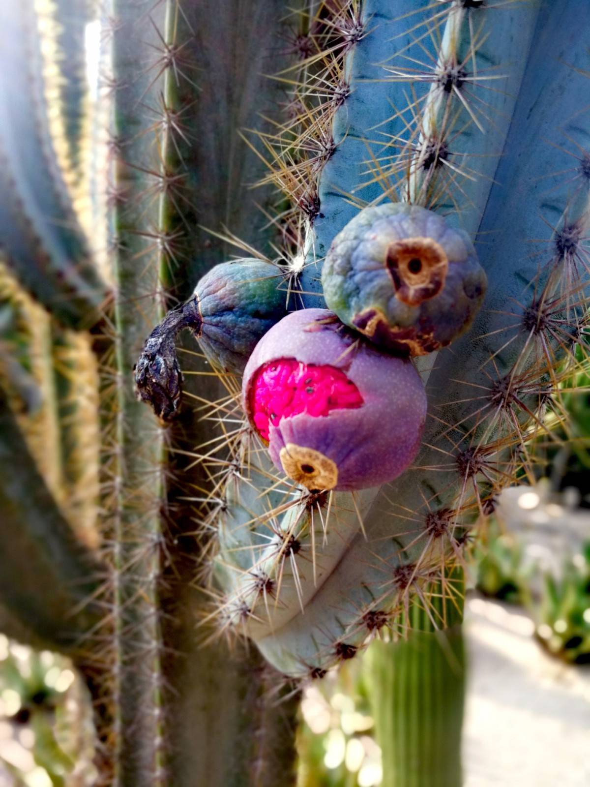 让你又爱又怕的蓝柱仙人掌结果啦惊艳刺激甚至会让女生们尖叫