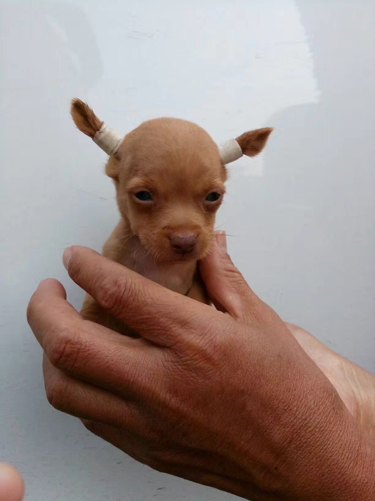 超萌小鹿犬两只耳朵就要竖起来了