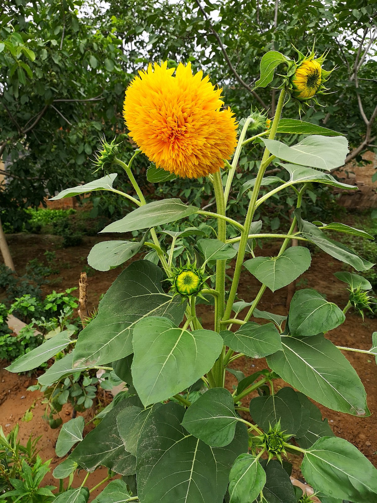 开花之前,你一定说它是向日葵。这是千瓣葵你认识吗|叶互生|重瓣花|头状花序|卵形|先端_新浪新闻