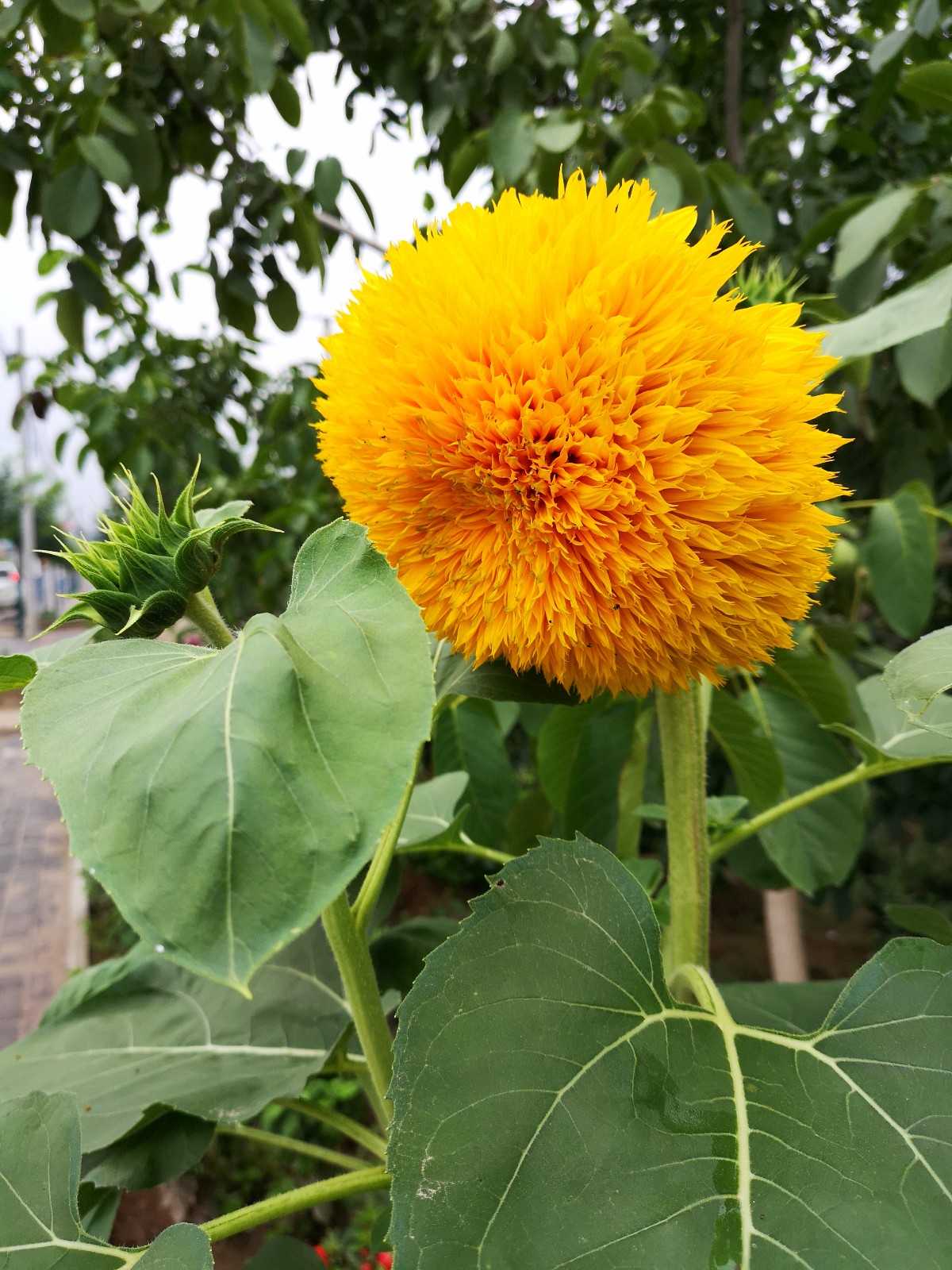 开花之前,你一定说它是向日葵。这是千瓣葵你认识吗|叶互生|重瓣花|头状花序|卵形|先端_新浪新闻