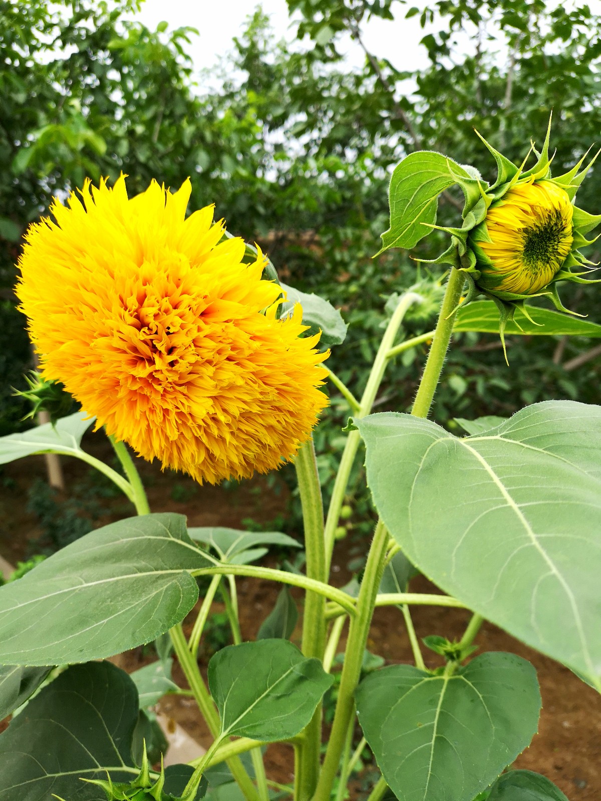 開花之前你一定說它是向日葵這是千瓣葵你認識嗎