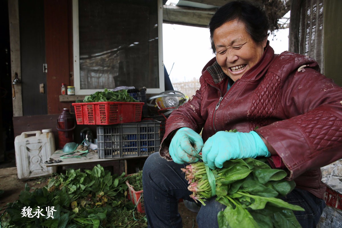 农村大妈进城种菜 患癌10年如今身体倍棒