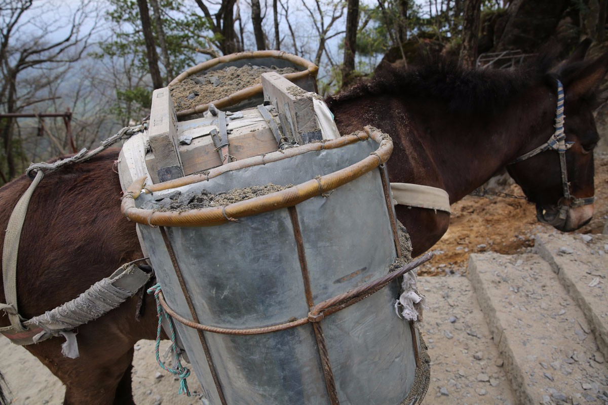 秦岭里的骡队 吃清水挂面伙食费比骡低|骡子|挂面|伙食费_新浪新闻