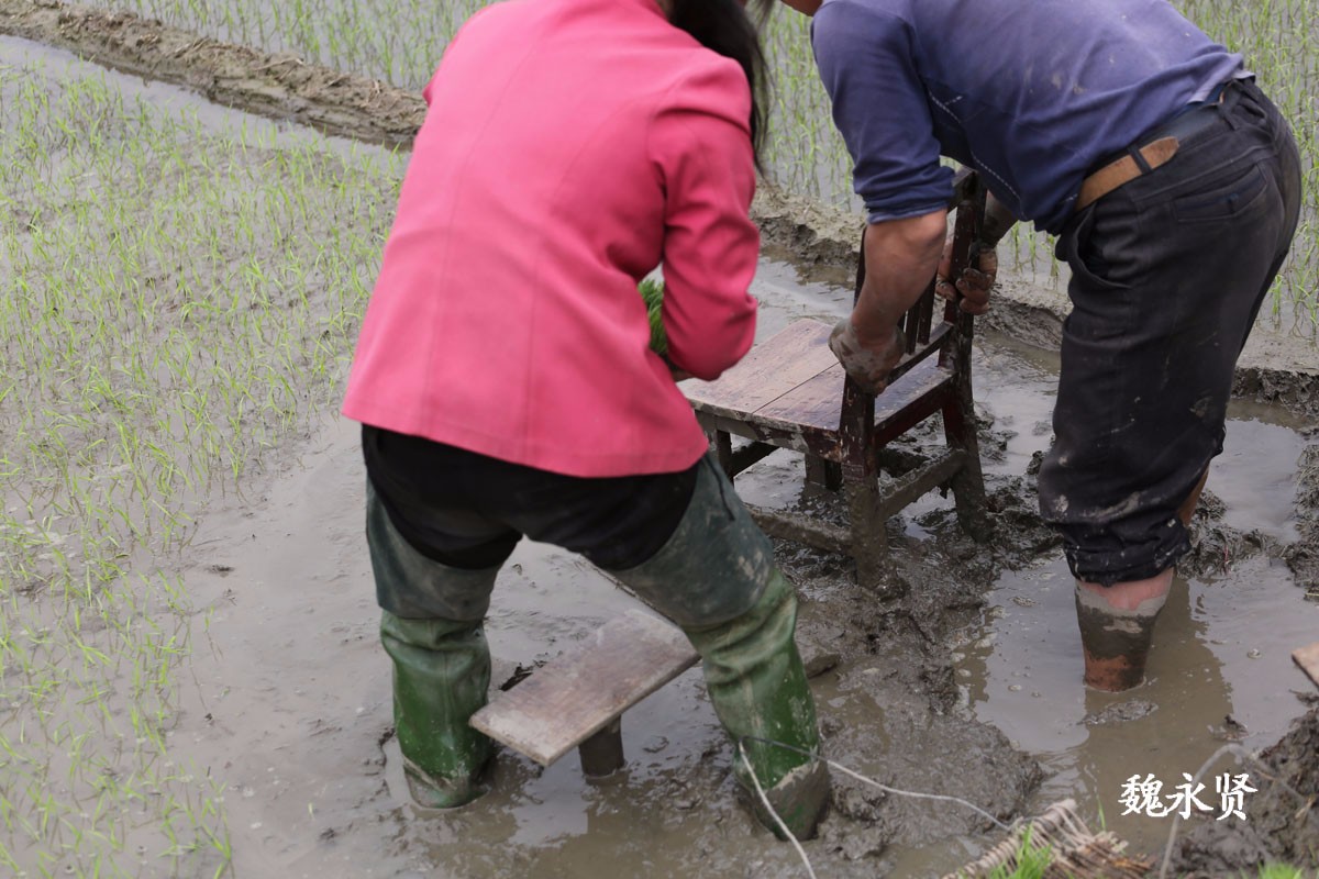夫妻育秧 一根根插一天插不满半分田