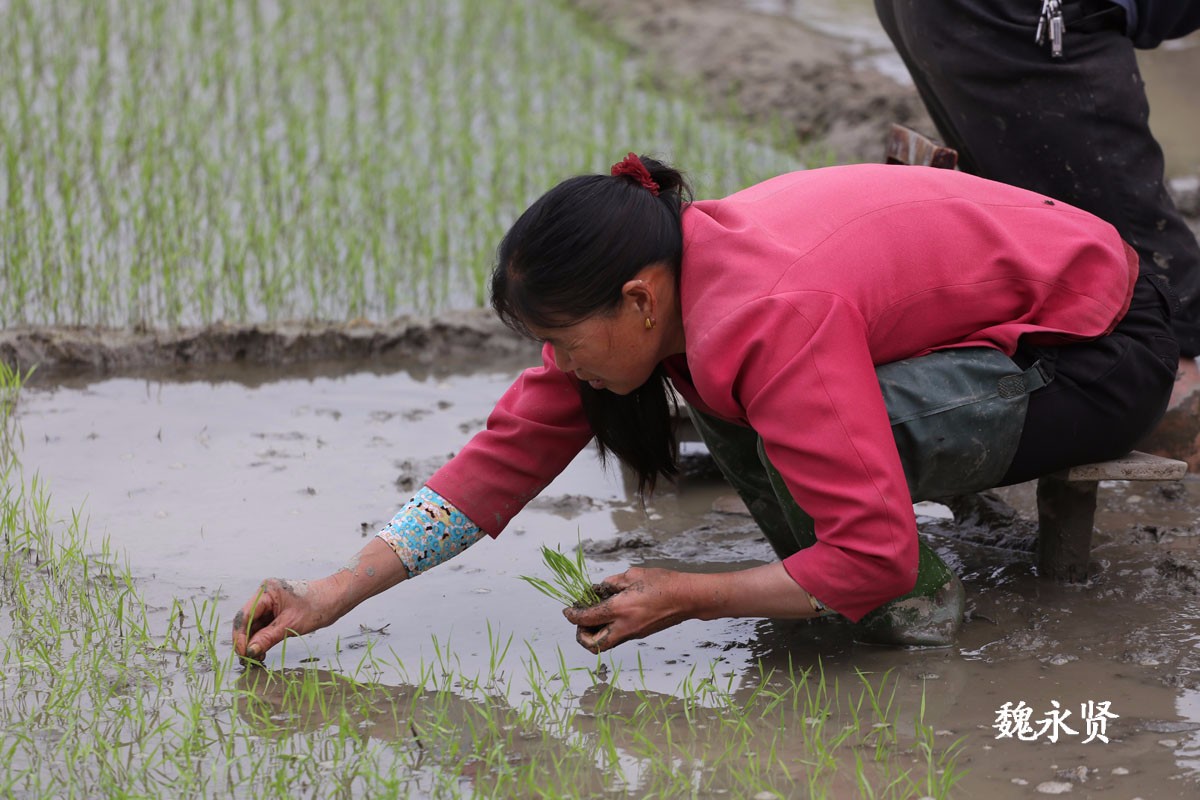 夫妻育秧 一根根插一天插不满半分田