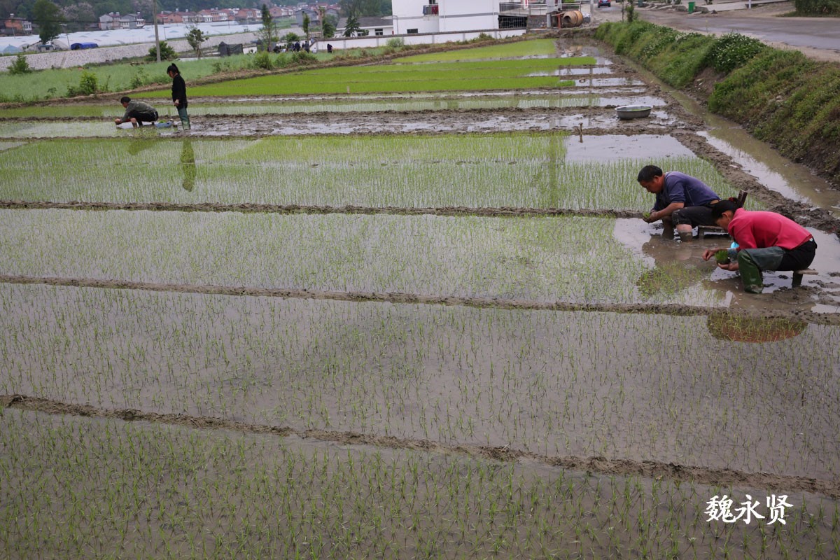 夫妻育秧 一根根插一天插不满半分田