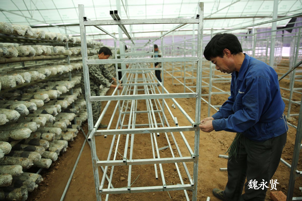 秦岭山村整村脱贫 村集体新建香菇大棚村民家门口挣钱