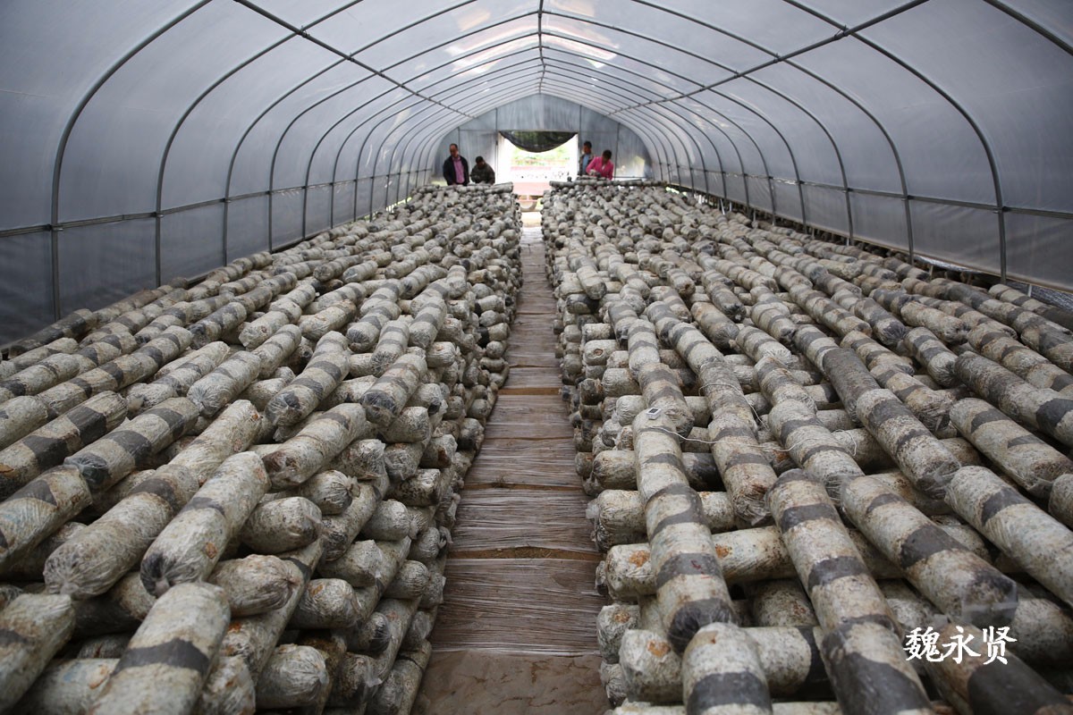 秦岭山村整村脱贫 村集体新建香菇大棚村民家门口挣钱