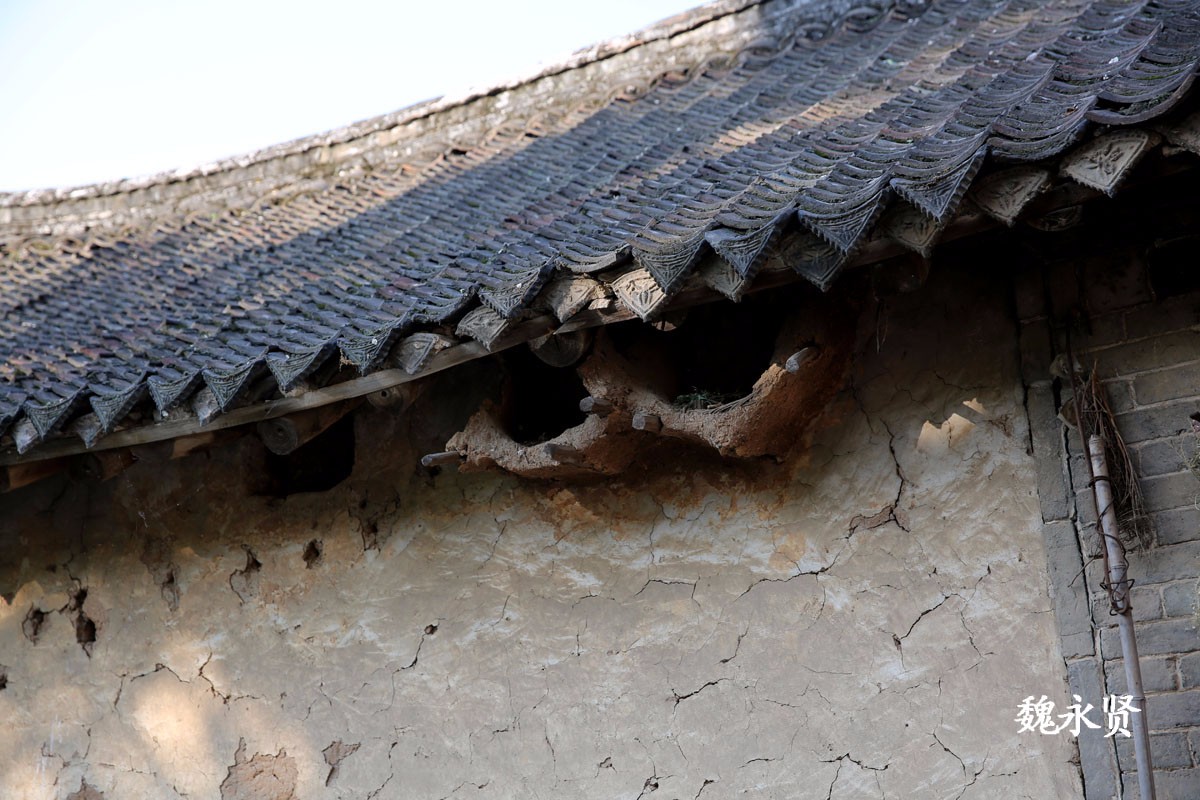 李大妈和老伴在屋檐下用泥巴糊了2个鸟窝,往年都有鸟来安家,今年鸟窝