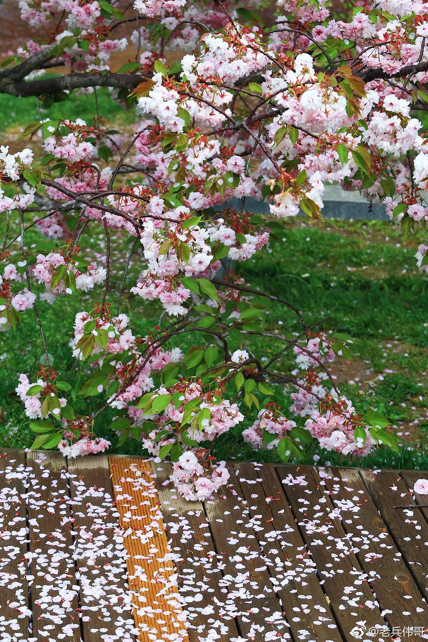 谷雨时节,送你一场粉色的樱花雨——旅顺樱花季来了