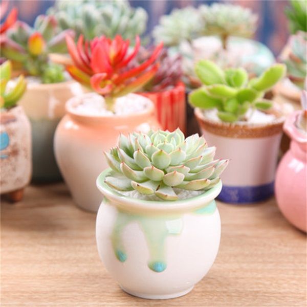 试过养多肉植物会变色吗几种多肉盆栽秋季栽变色的时候最美