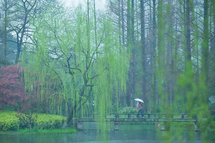 杨柳青青江水平闻郎江上唱歌声东边日出西边雨道是无晴还有晴