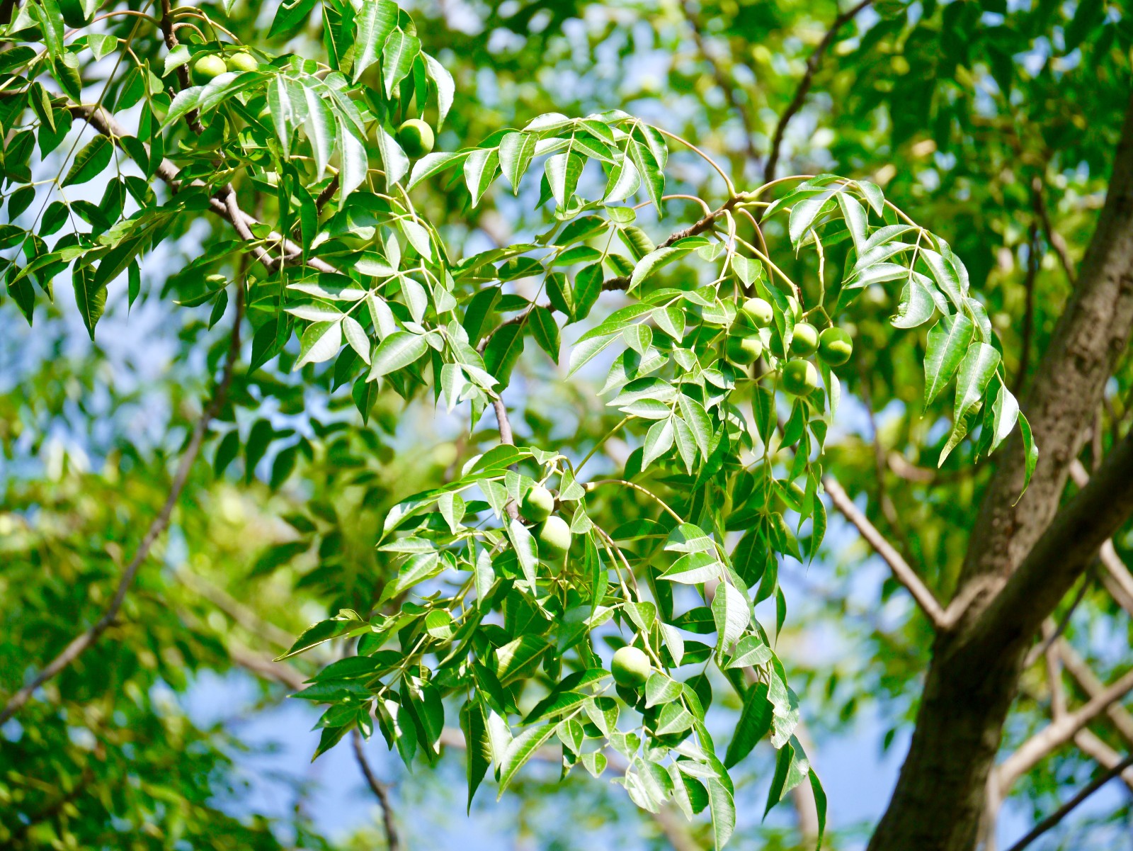楝树结果了别名紫花树金铃子花叶种子和根皮均入药