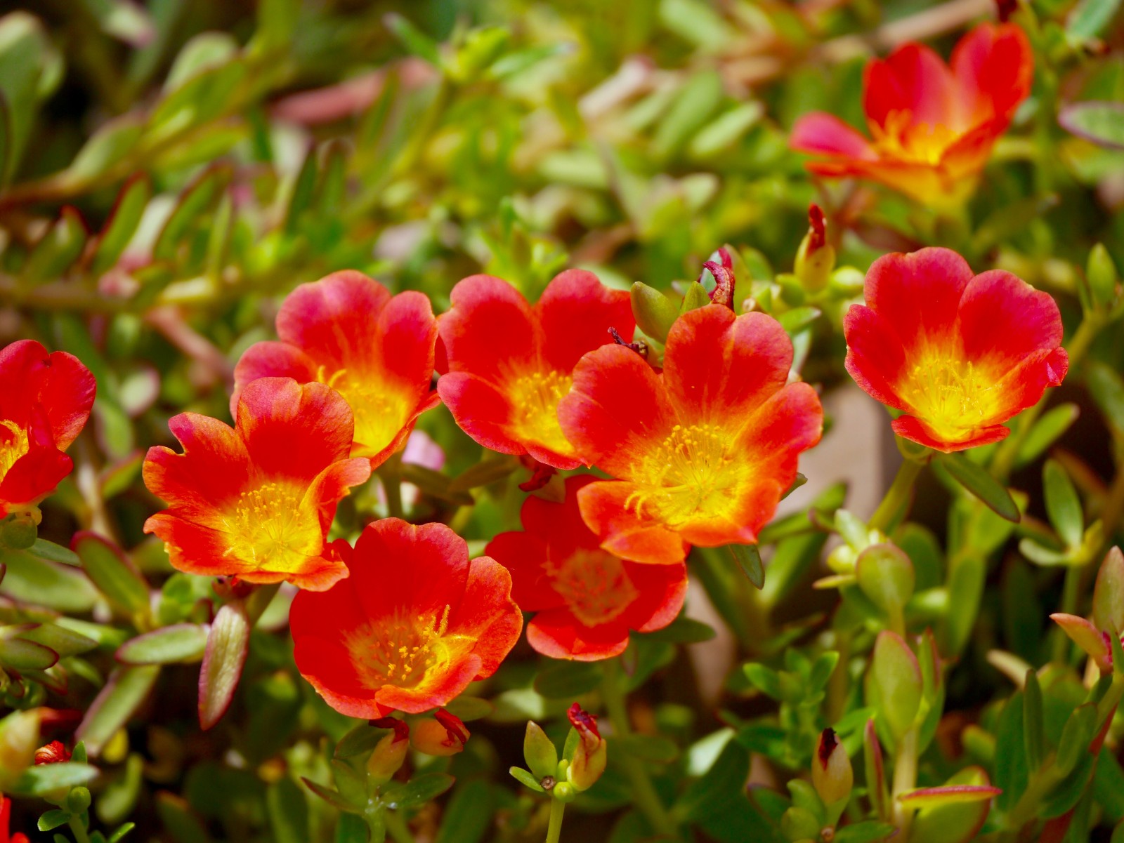 美丽的大花马齿苋