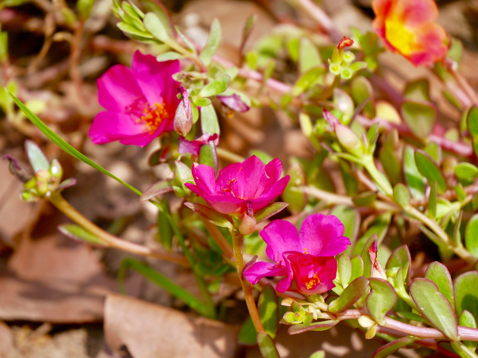 美丽的大花马齿苋