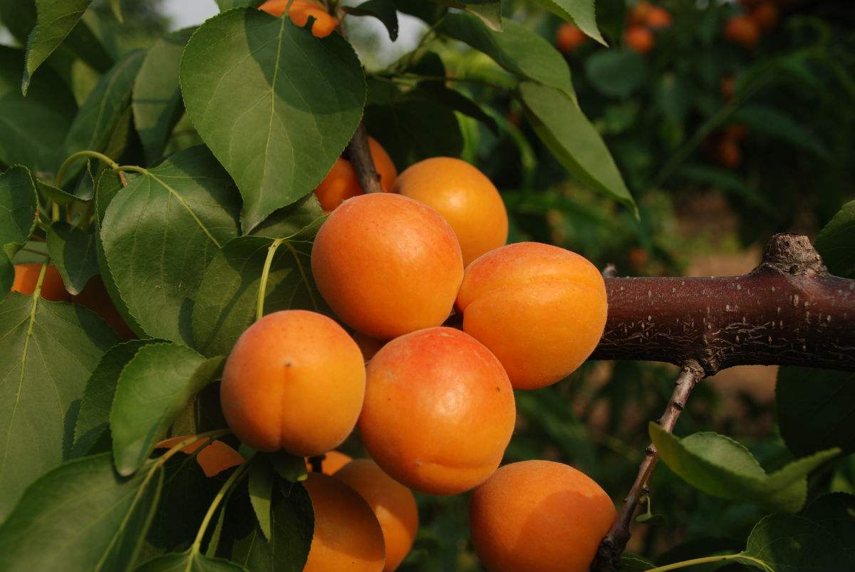 关中幸无梅,汝强充鼎和.——苏轼《杏》