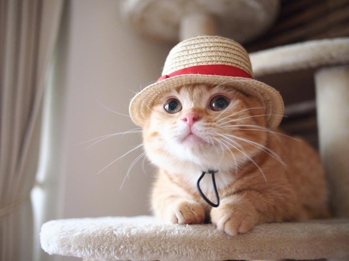 不应当我只是一只萌萌哒的小橘猫67676767