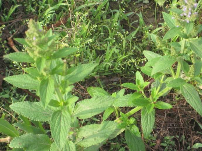 这种野草长得很丑, 但是可以预防感冒和治疗咽喉肿痛|七星草|野草