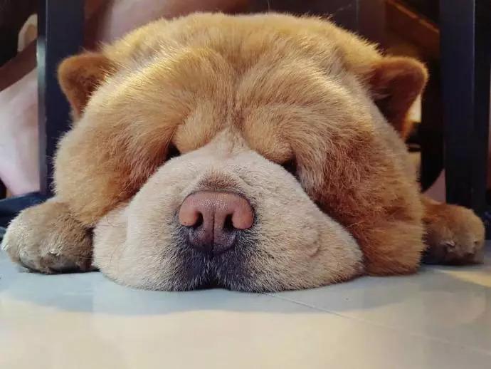 牵着这样的松狮出去会被包围吧也太像熊了