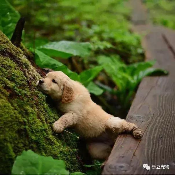 一人一狗登上山顶后,开心的击掌庆祝