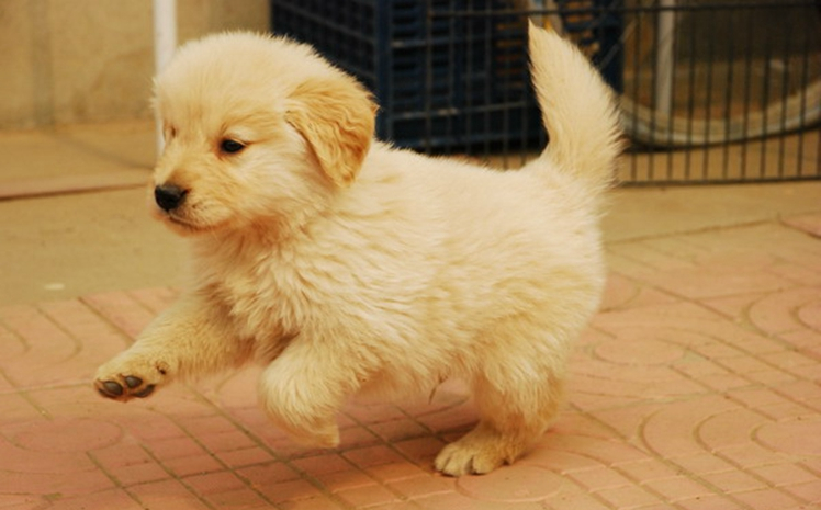 假如你的前任要送你一只小狗崽,以下4只任你选,你会复合吗