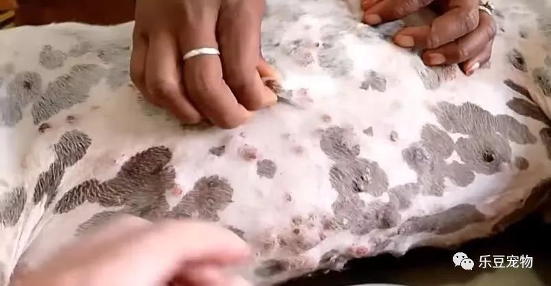 数百只虫子钻到流浪狗肉里四人接力八小时才取完伤痕累累