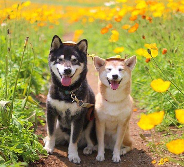 有些人卖力拍的花海婚纱照还没这两只狗拍的效果好