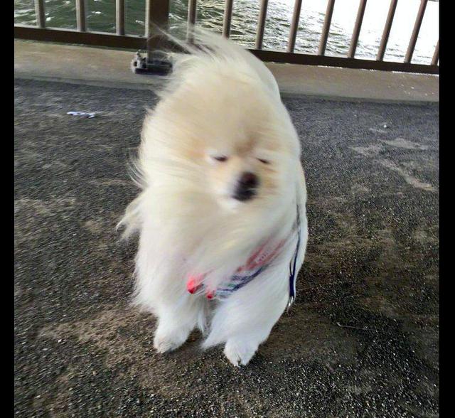 主人带博美去散步它的毛发被大风吹得竖起来了表情好享受呀