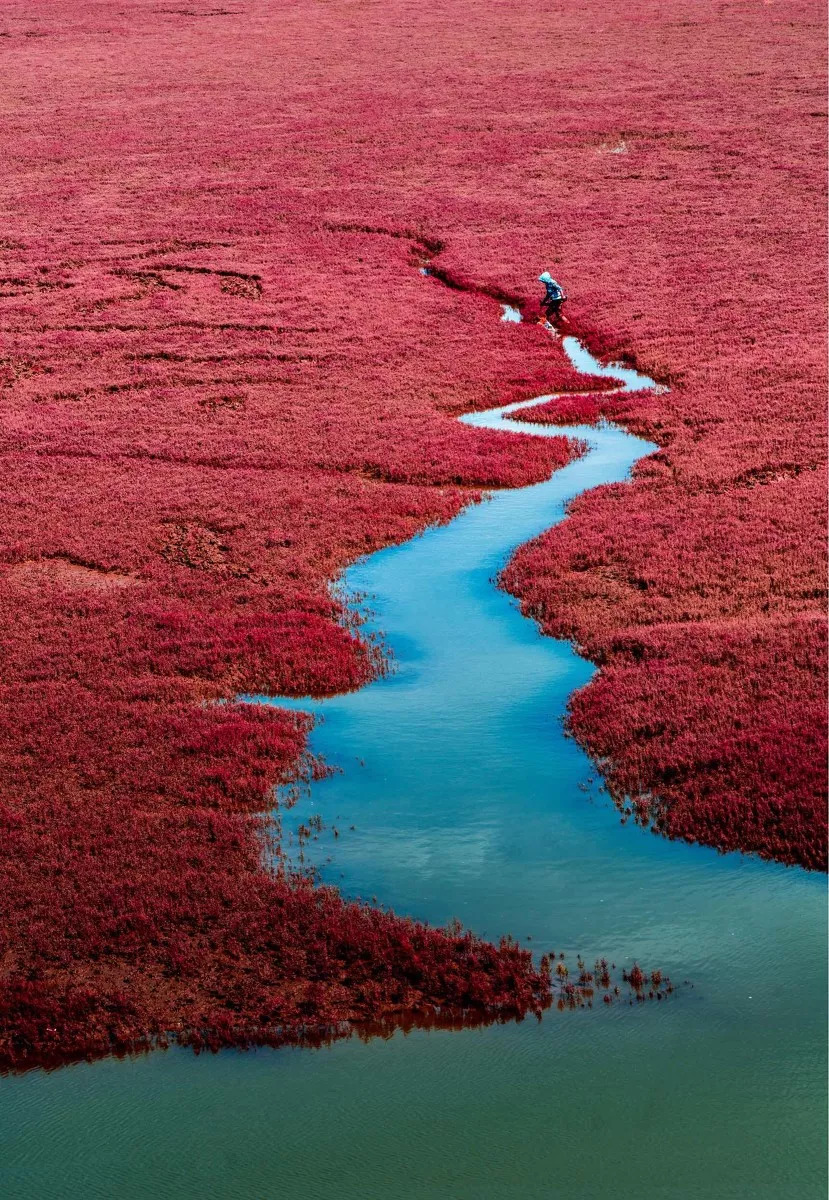 中国有片世界独一无二的红色海洋