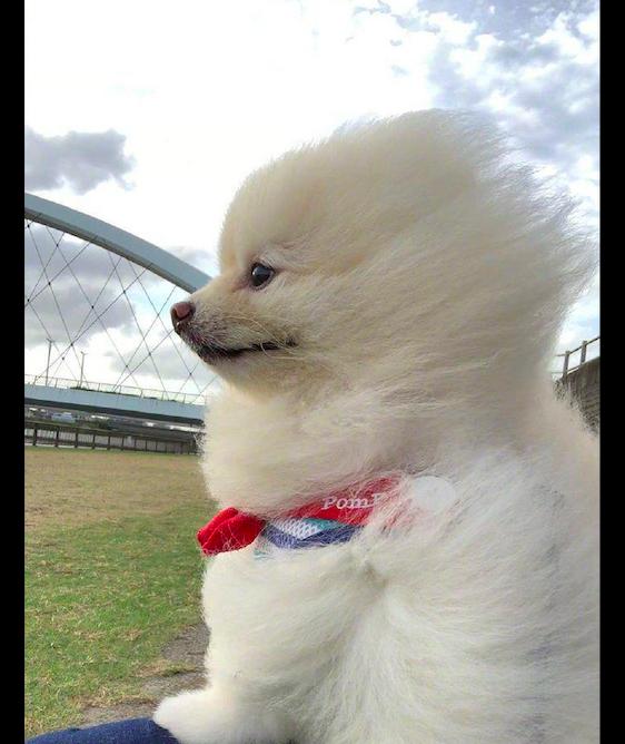 主人带博美去散步它的毛发被大风吹得竖起来了表情好享受呀